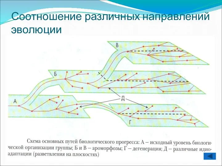 Соотношение различных направлений эволюции