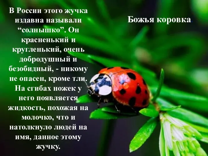 В России этого жучка издавна называли “солнышко”. Он красненький и кругленький, очень