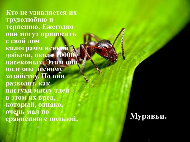 Кто не удивляется их трудолюбию и терпению. Ежегодно они могут приносить с