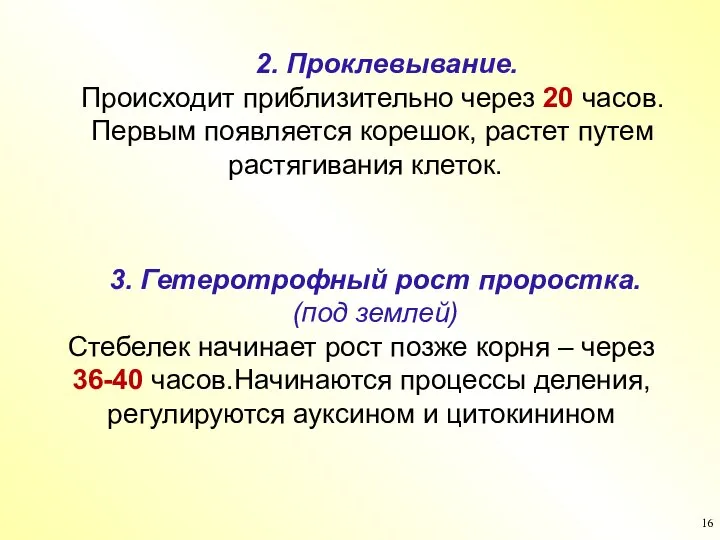 2. Проклевывание. Происходит приблизительно через 20 часов. Первым появляется корешок, растет путем