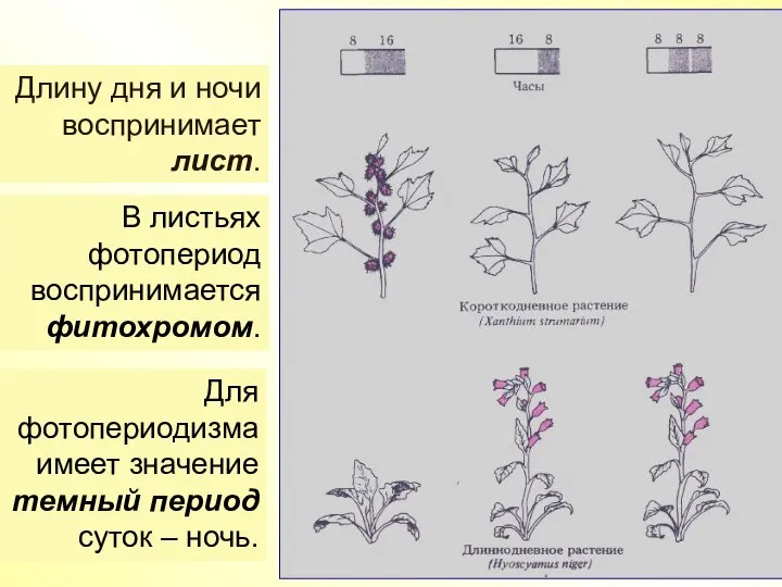 Длину дня и ночи воспринимает лист. В листьях фотопериод воспринимается фитохромом. Для