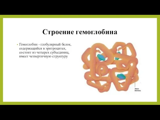 Строение гемоглобина Гемоглобин - глобулярный белок, содержащийся в эритроцитах, состоит из четырех субъединиц, имеет четвертичную структуру