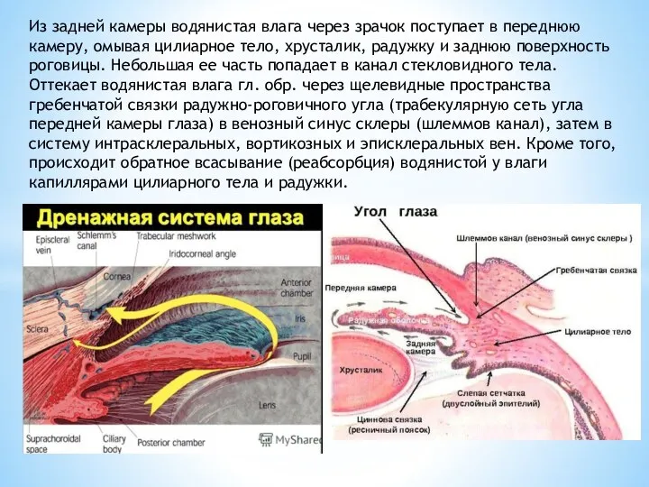 Из задней камеры водянистая влага через зрачок поступает в переднюю камеру, омывая