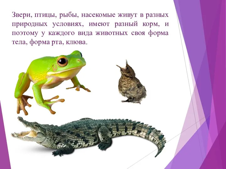 Звери, птицы, рыбы, насекомые живут в разных природных условиях, имеют разный корм,