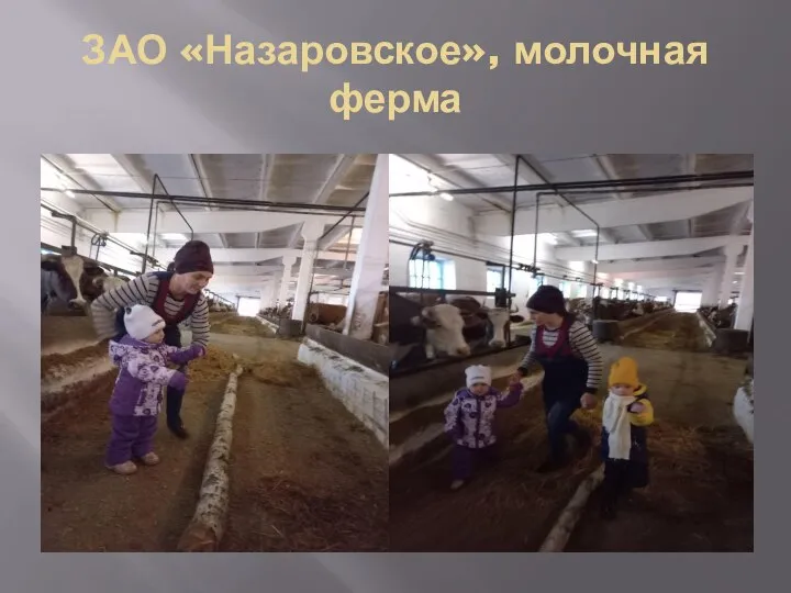 ЗАО «Назаровское», молочная ферма