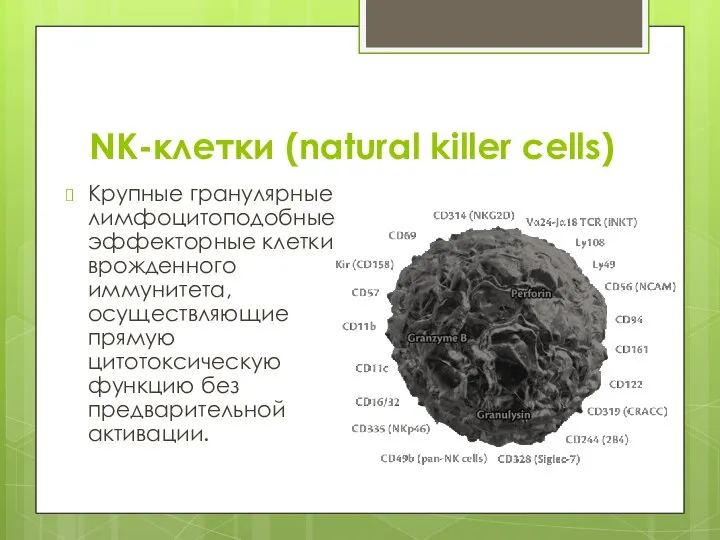 NK-клетки (natural killer cells) Крупные гранулярные лимфоцитоподобные эффекторные клетки врожденного иммунитета, осуществляющие