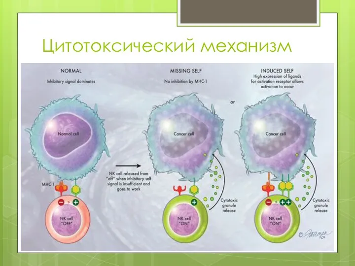 Цитотоксический механизм