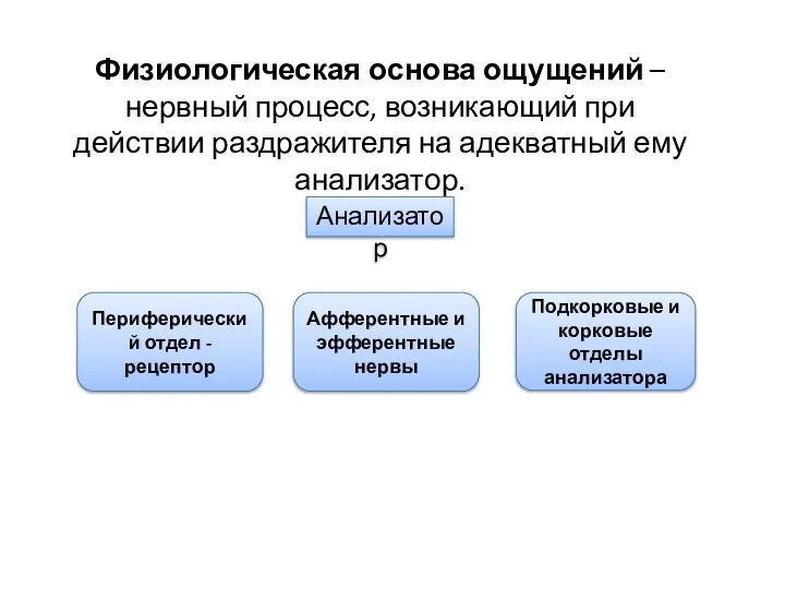 Физиологическая основа ощущений – нервный процесс, возникающий при действии раздражителя на адекватный