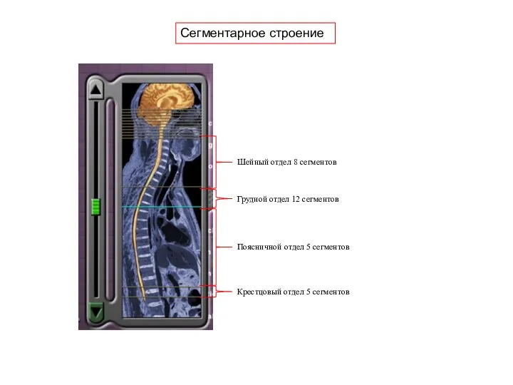 Сегментарное строение Шейный отдел 8 сегментов Грудной отдел 12 сегментов Поясничной отдел