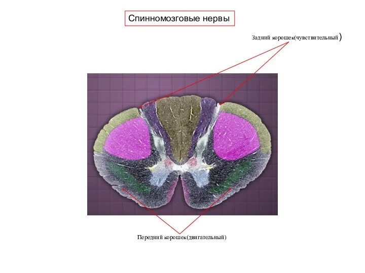 Спинномозговые нервы Задний корошек(чувствительный) Передний корошек(двигательный)