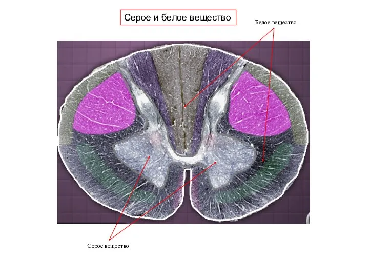Серое и белое вещество Белое вещество Серое вещество