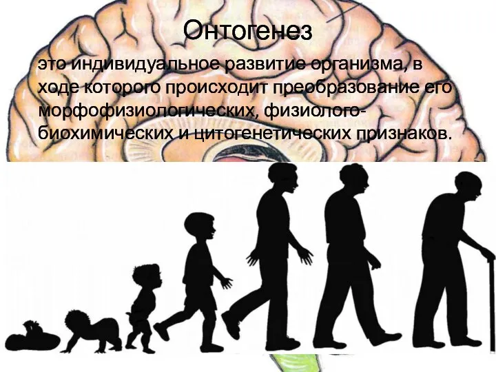 Онтогенез это индивидуальное развитие организма, в ходе которого происходит преобразование его морфофизиологических, физиолого-биохимических и цитогенетических признаков.