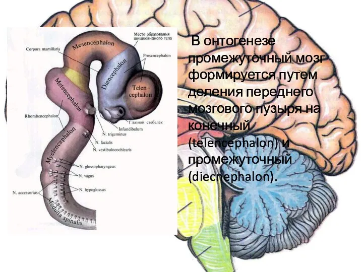 В онтогенезе промежуточный мозг формируется путем деления переднего мозгового пузыря на конечный (telencephalon) и промежуточный (diecnephalon).
