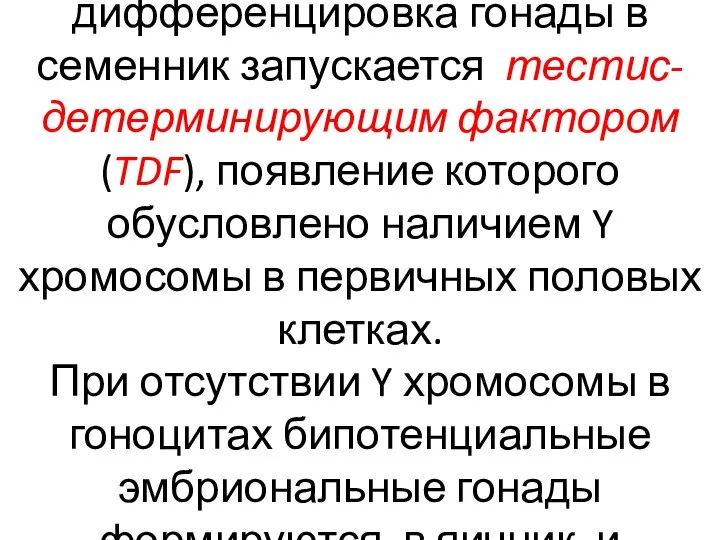 Развитие по мужскому типу и дифференцировка гонады в семенник запускается тестис-детерминирующим фактором