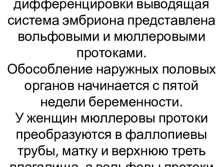 До начала половой дифференцировки выводящая система эмбриона представлена вольфовыми и мюллеровыми протоками.