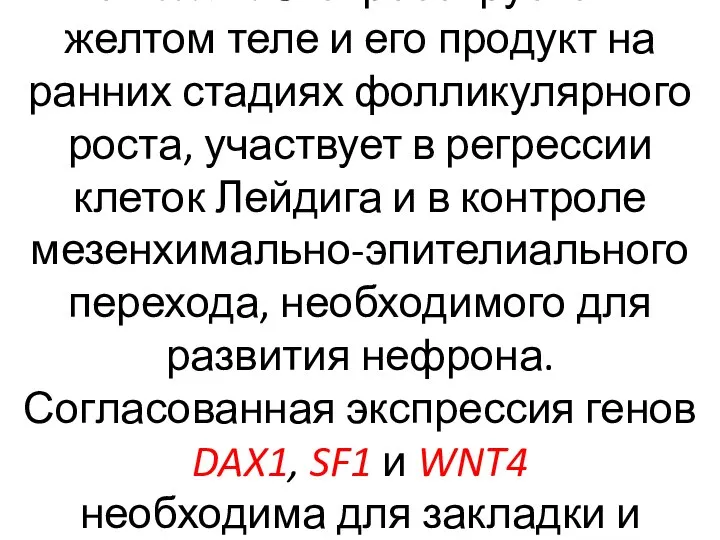 Ген WNT4 экспрессируется в желтом теле и его продукт на ранних стадиях