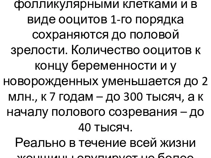 Они окружаются фолликулярными клетками и в виде ооцитов 1-го порядка сохраняются до