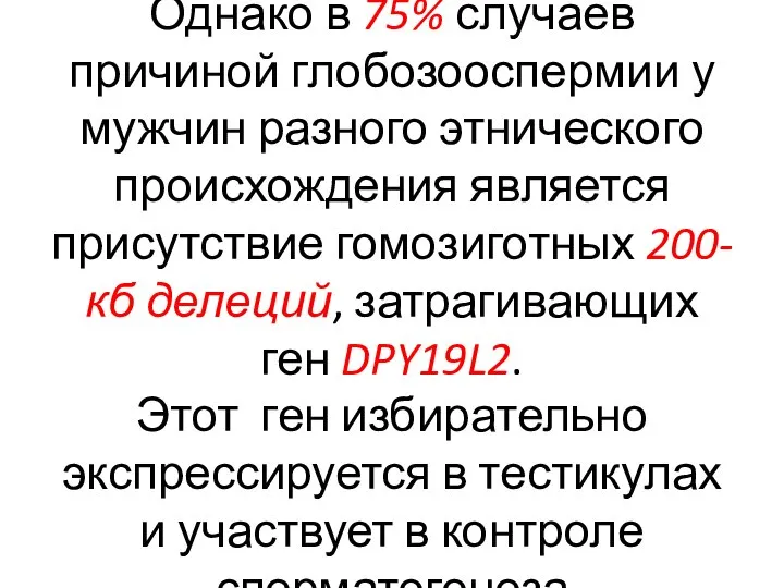 Однако в 75% случаев причиной глобозооспермии у мужчин разного этнического происхождения является