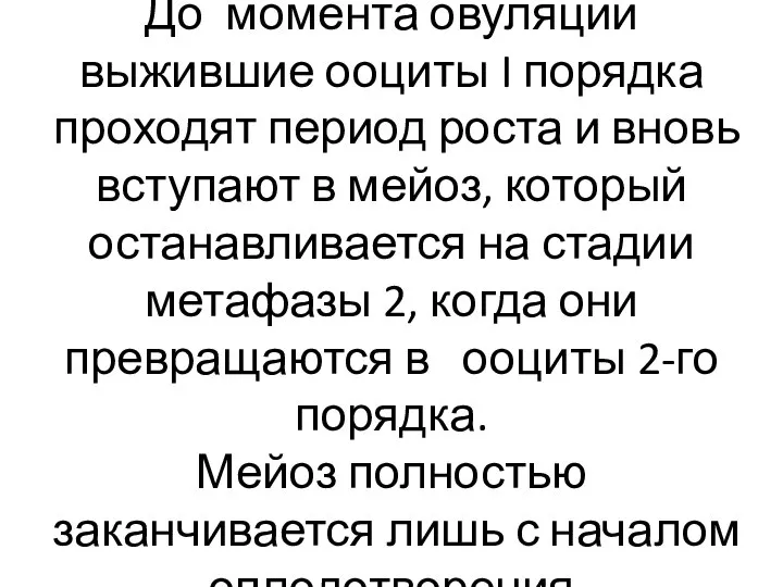 До момента овуляции выжившие ооциты I порядка проходят период роста и вновь