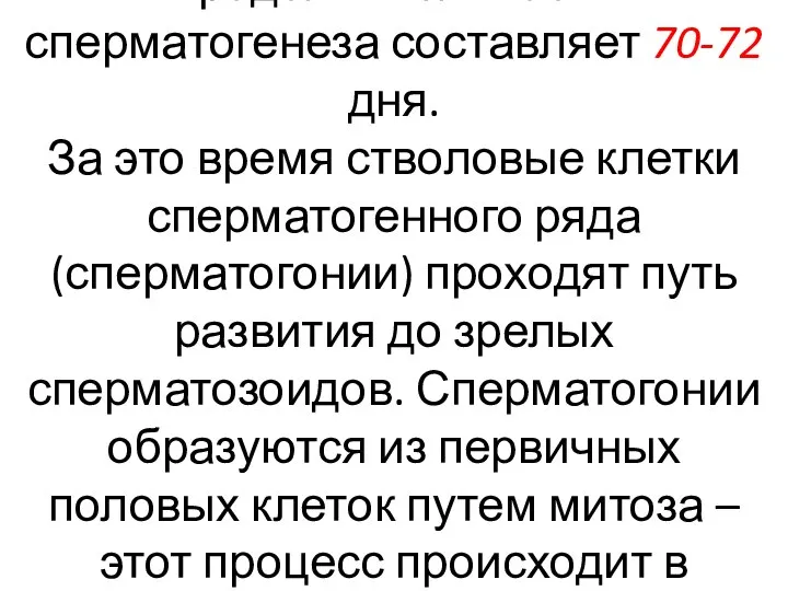 У половозрелых мужчин общая продолжительность сперматогенеза составляет 70-72 дня. За это время