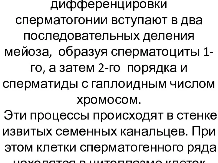 После митотического деления и дифференцировки сперматогонии вступают в два последовательных деления мейоза,