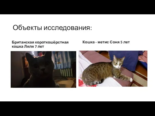 Объекты исследования: Британская короткошёрстная кошка Ляля 7 лет Кошка - метис Соня 5 лет