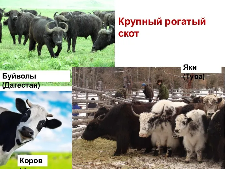 Крупный рогатый скот Буйволы (Дагестан) Яки (Тува) Коровы