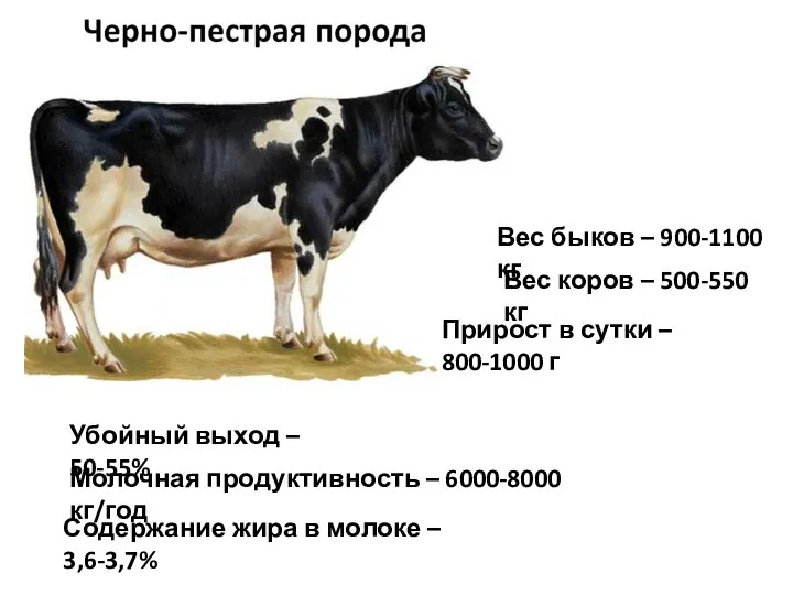 Вес быков – 900-1100 кг Вес коров – 500-550 кг Прирост в