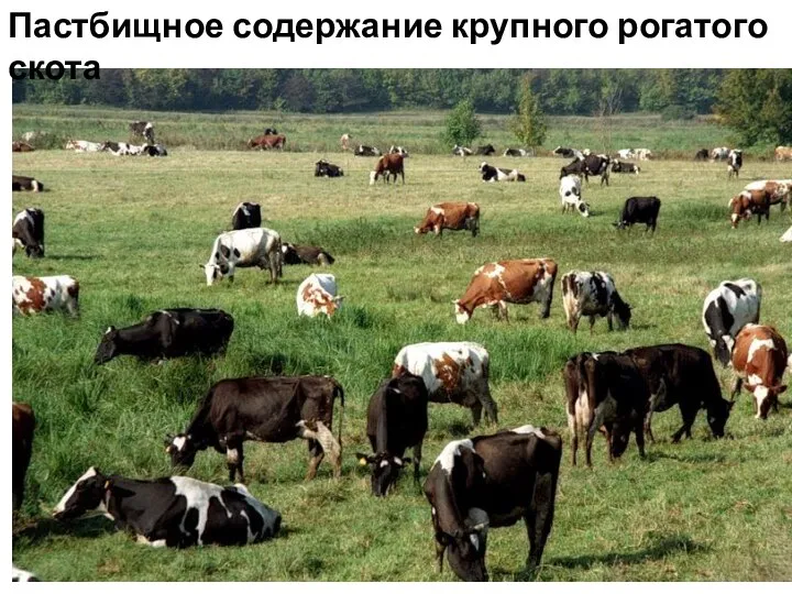 Пастбищное содержание крупного рогатого скота
