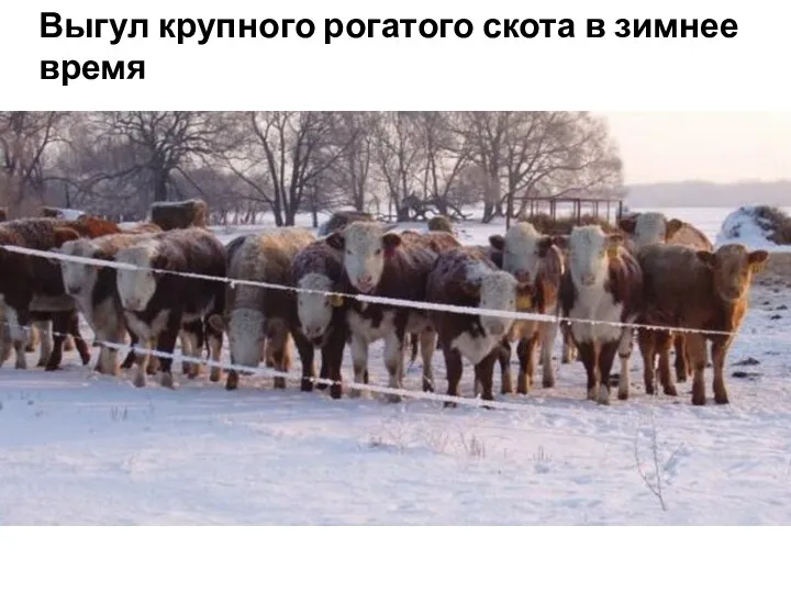 Выгул крупного рогатого скота в зимнее время
