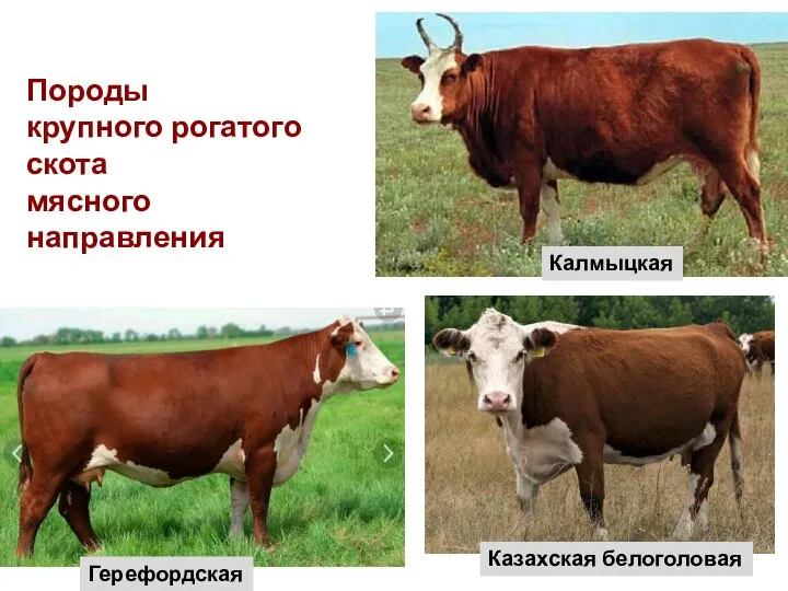 Тур Калмыцкая Казахская белоголовая Герефордская Породы крупного рогатого скота мясного направления