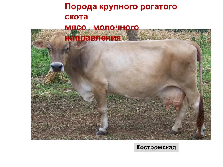 Костромская Порода крупного рогатого скота мясо - молочного направления