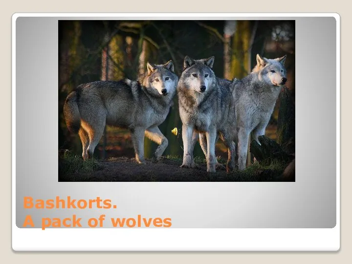 Bashkorts. A pack of wolves