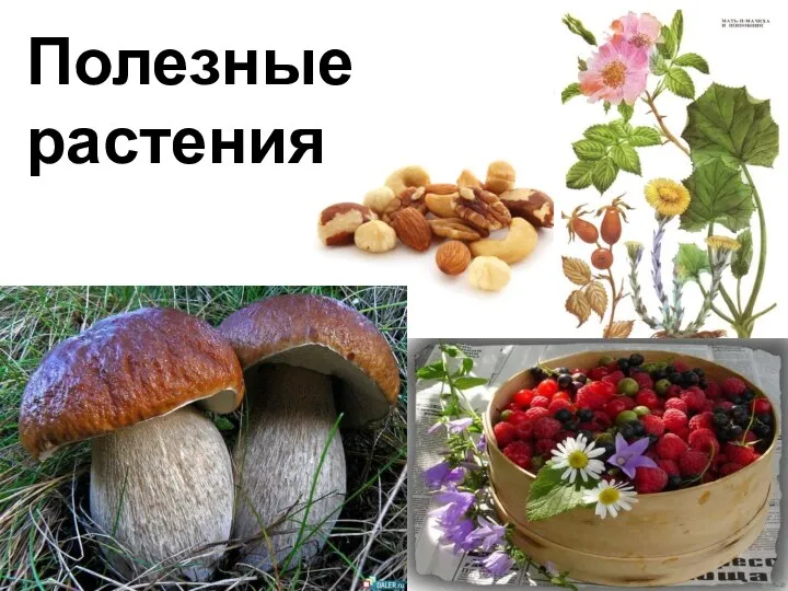 Полезные растения