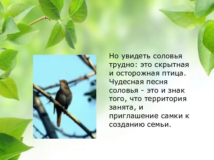 Но увидеть соловья трудно: это скрытная и осторожная птица. Чудесная песня соловья