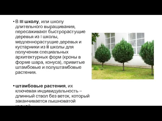 В III школу, или школу длительного выращивания, пересажи­вают быстрорастущие деревья из I