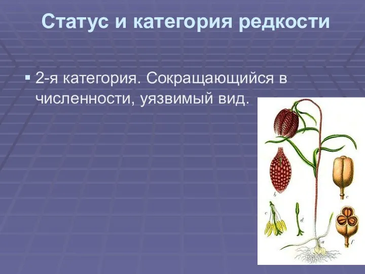 Статус и категория редкости 2-я категория. Сокращающийся в численности, уязвимый вид.