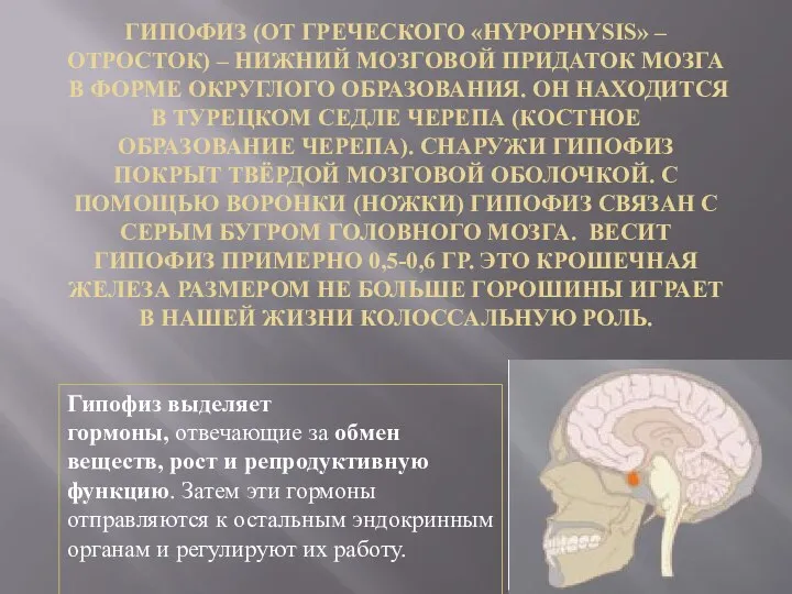 ГИПОФИЗ (ОТ ГРЕЧЕСКОГО «HYPOPHYSIS» – ОТРОСТОК) – НИЖНИЙ МОЗГОВОЙ ПРИДАТОК МОЗГА В