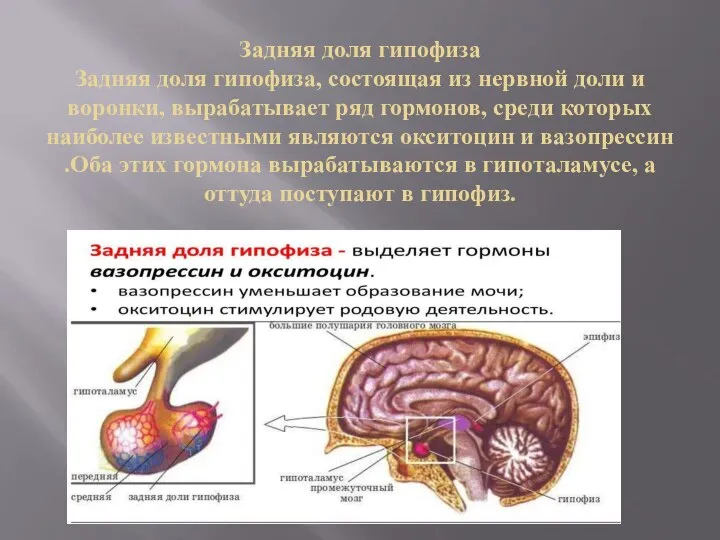 Задняя доля гипофиза Задняя доля гипофиза, состоящая из нервной доли и воронки,