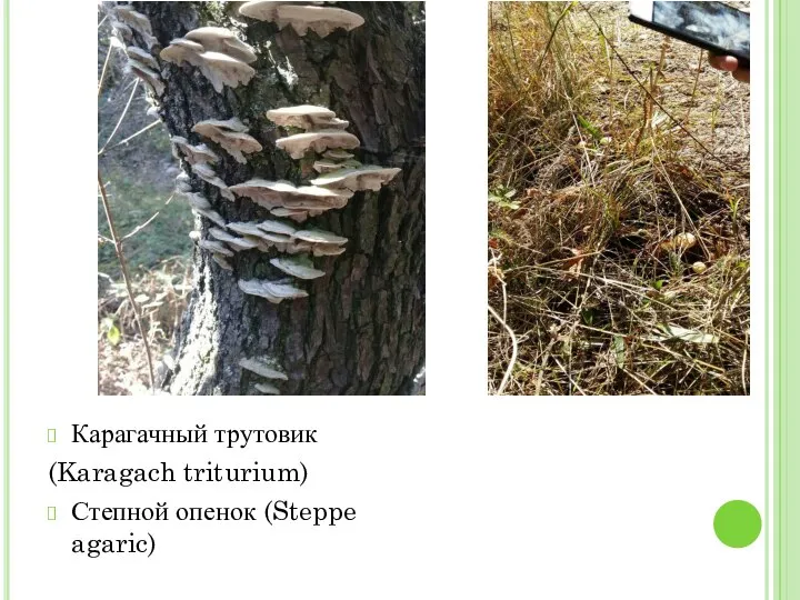 Карагачный трутовик (Karagach triturium) Степной опенок (Steppe agaric)
