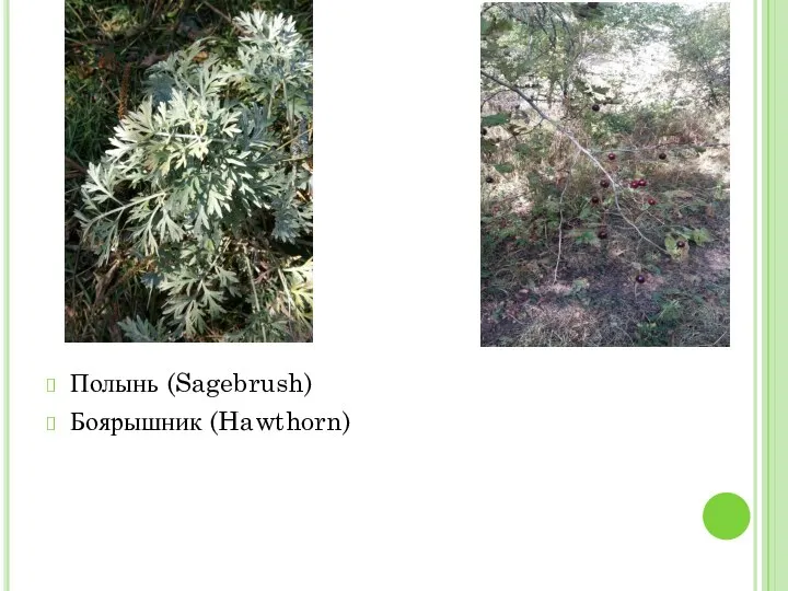 Полынь (Sagebrush) Боярышник (Hawthorn)