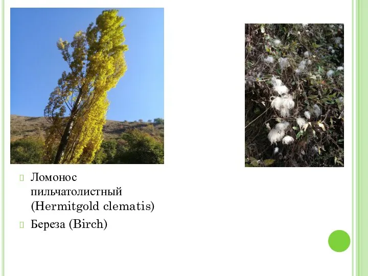 Ломонос пильчатолистный (Hermitgold clematis) Береза (Birch)