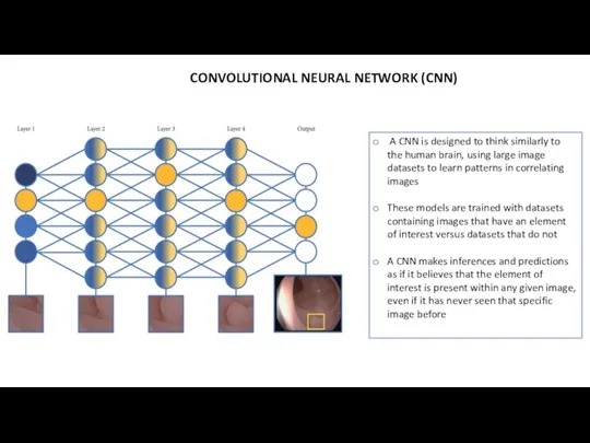 CONVOLUTIONAL NEURAL NETWORK (CNN) A CNN is designed to think similarly to