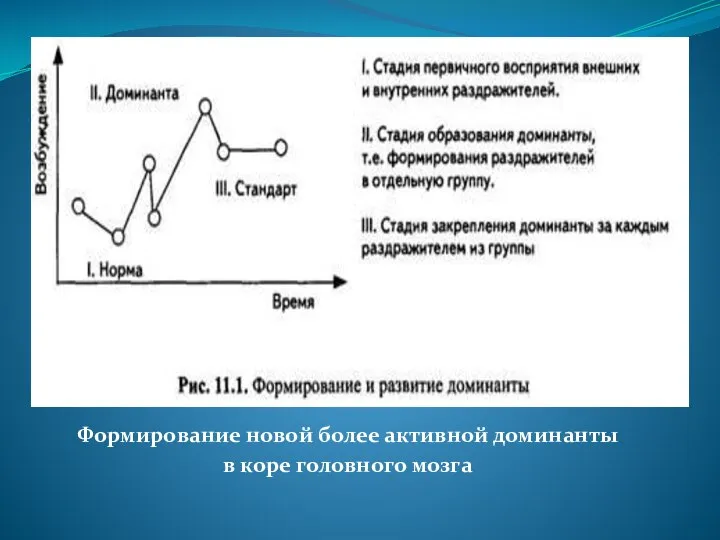 Формирование новой более активной доминанты в коре головного мозга