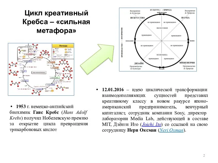 Цикл креативный Кребса – «сильная метафора» 1953 г. немецко-английский биохимик Ганс Кребс