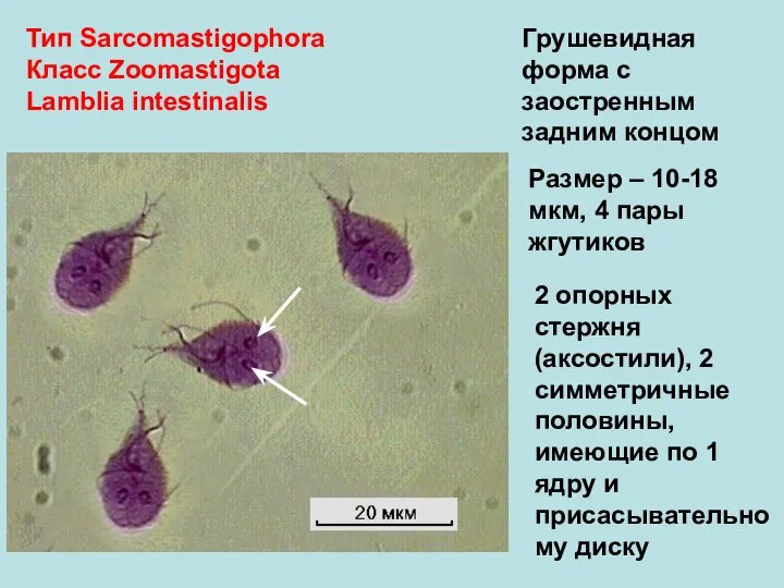 Тип Sarcomastigophora Класс Zoomastigota Lamblia intestinalis Грушевидная форма с заостренным задним концом
