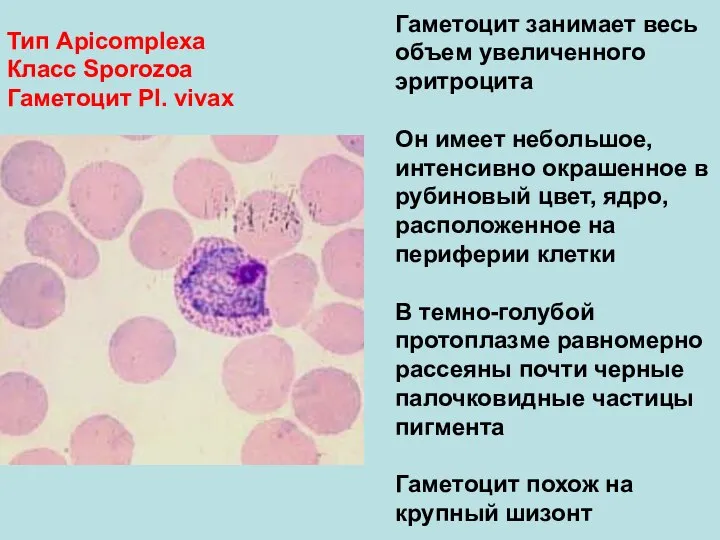 Тип Аpicomplexa Класс Sporozoa Гаметоцит Pl. vivax Гаметоцит занимает весь объем увеличенного