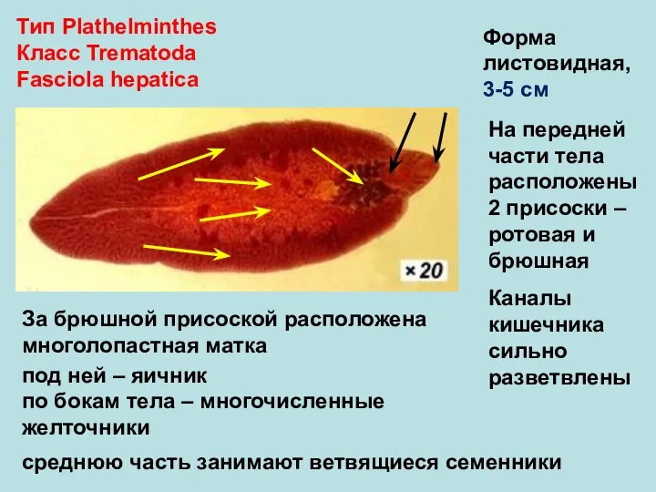 Тип Plathelminthes Класс Trematoda Fasciola hepatica Форма листовидная, 3-5 см На передней