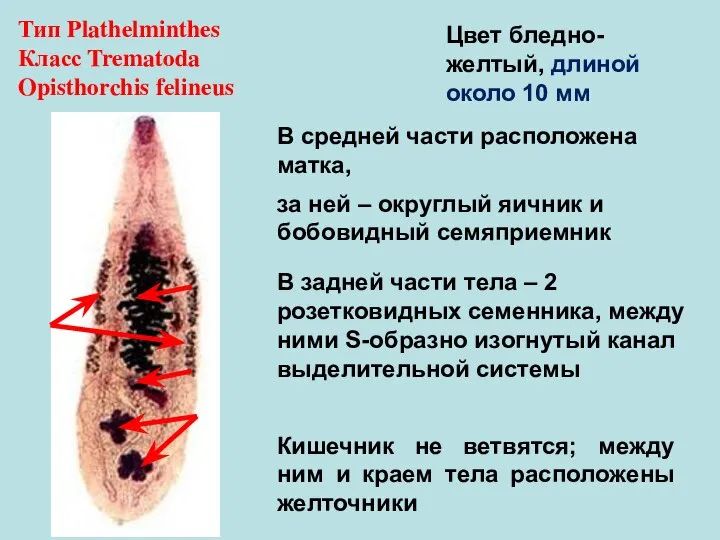 Тип Plathelminthes Класс Trematoda Opisthorchis felineus Цвет бледно-желтый, длиной около 10 мм