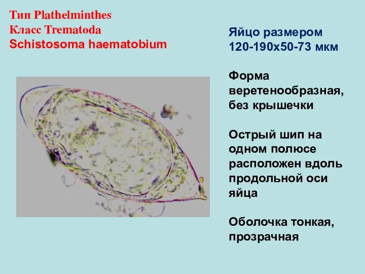 Тип Plathelminthes Класс Trematoda Schistosoma haematobium Яйцо размером 120-190х50-73 мкм Форма веретенообразная,
